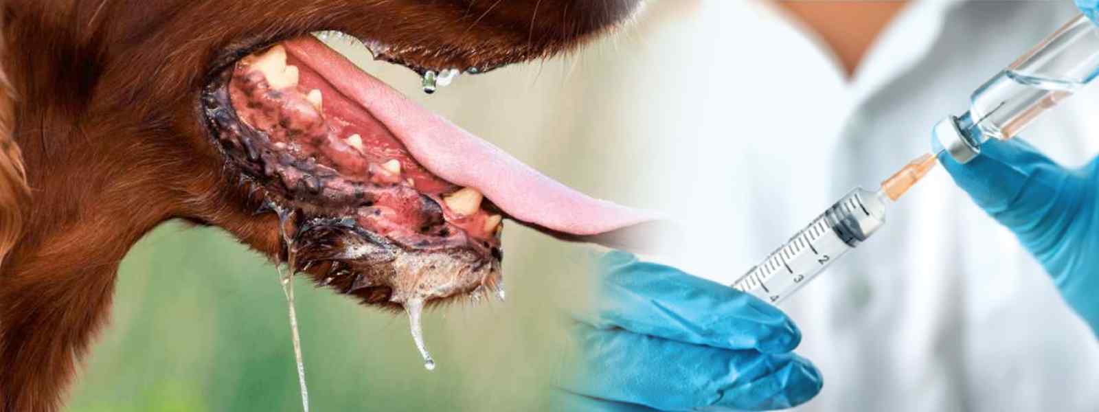 ජලභිතිකාව මාරාන්තිකයි, නොපමාව ප්‍රතිකාර ගන්න